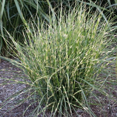 Grass Miscanthus 'Bandwidth' 